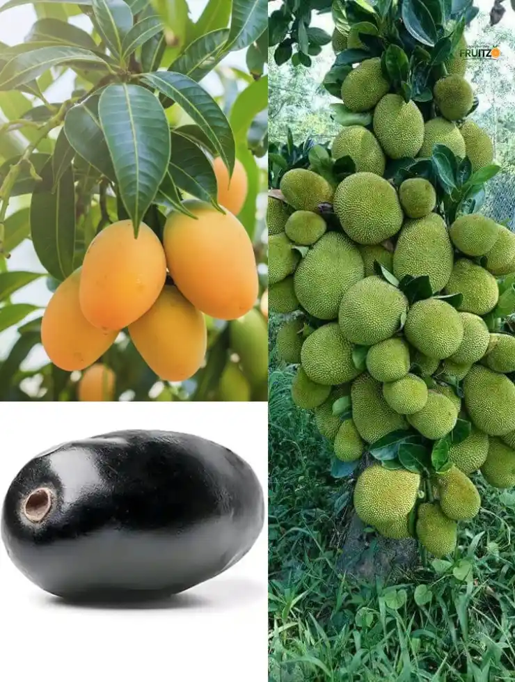 All Time Grafted Fruits Plant Combo For Terrace and Home Garden | Pack of 3.png